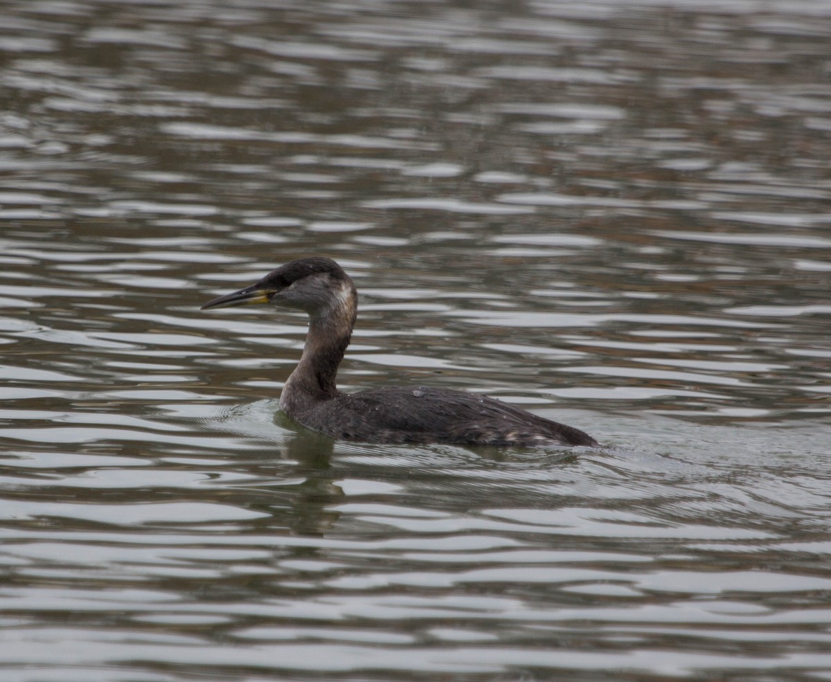 Red-necked Grebe - ML128374091