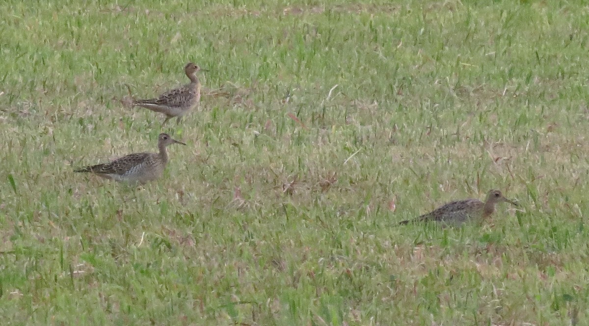 Upland Sandpiper - Howard Patterson