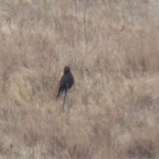 Rough-legged Hawk - ML128374871