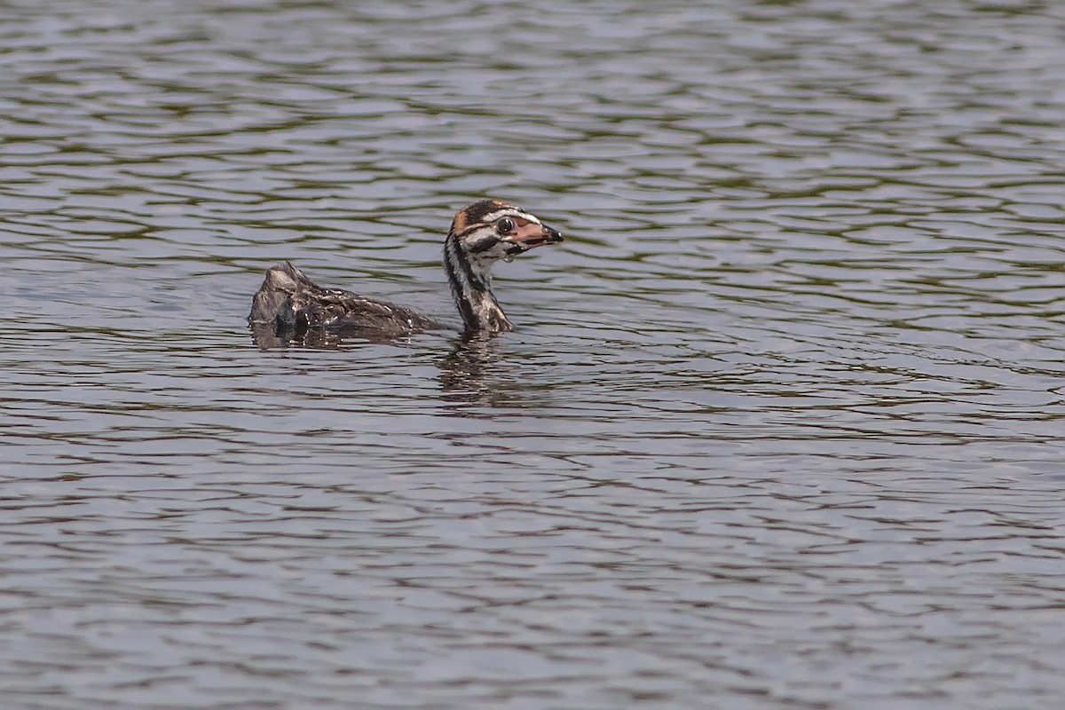 Pied-billed Grebe - ML128376241