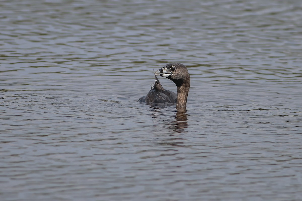 Pied-billed Grebe - ML128376251