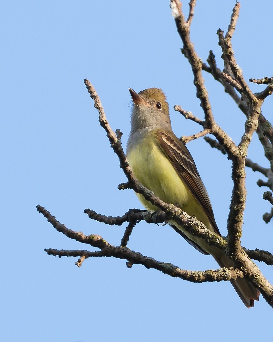 Great Crested Flycatcher - ML128376691