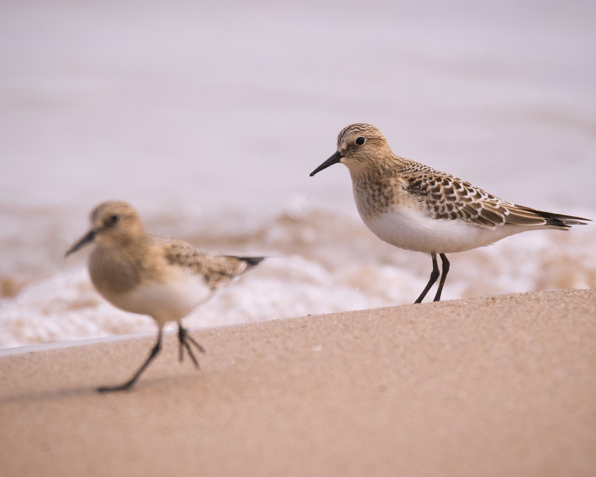 Baird's Sandpiper - ML128376791