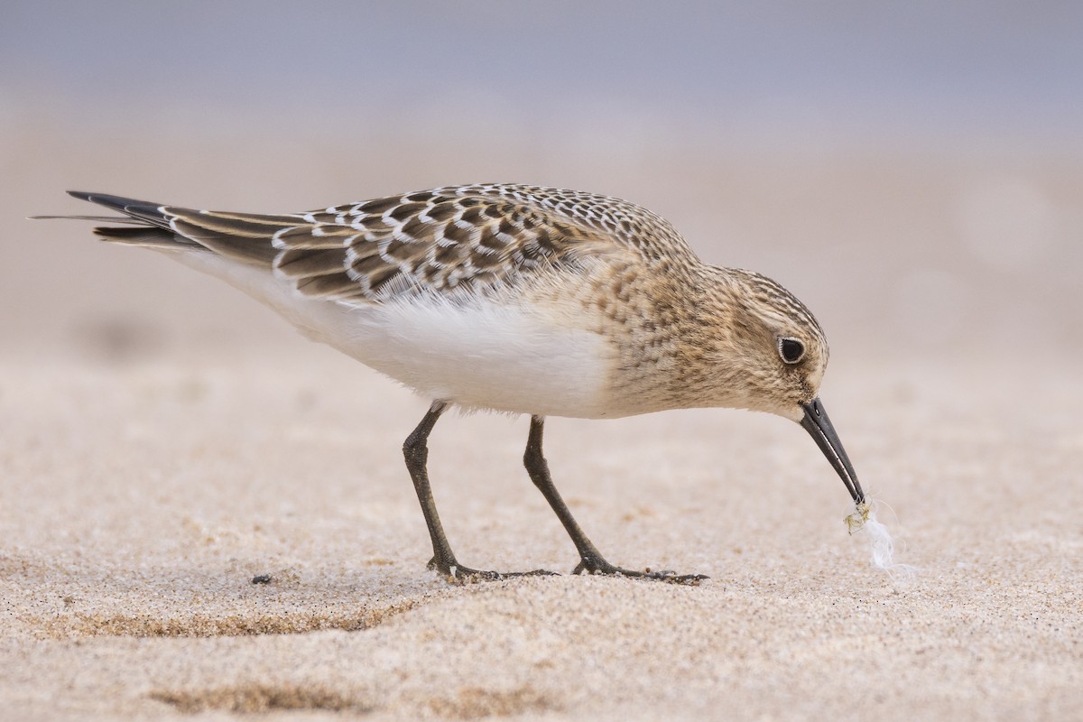 Baird's Sandpiper - ML128376801