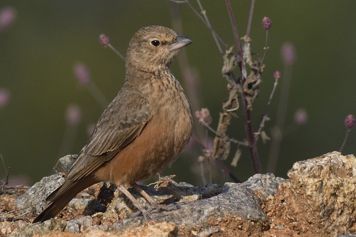 Rufous-tailed Lark - ML128376991