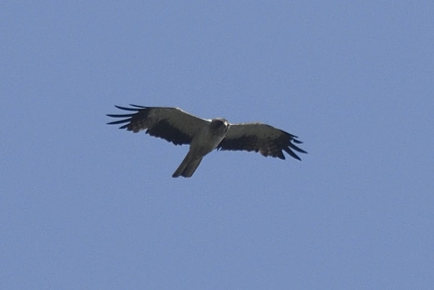 Booted Eagle - ML128377121