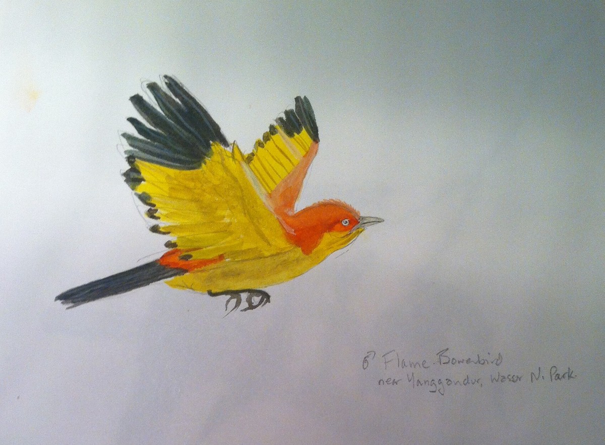 Flame Bowerbird - ML128378621