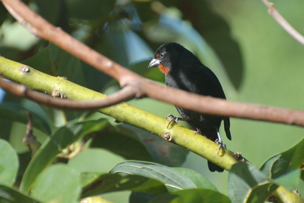 Lesser Antillean Bullfinch - ML128379491