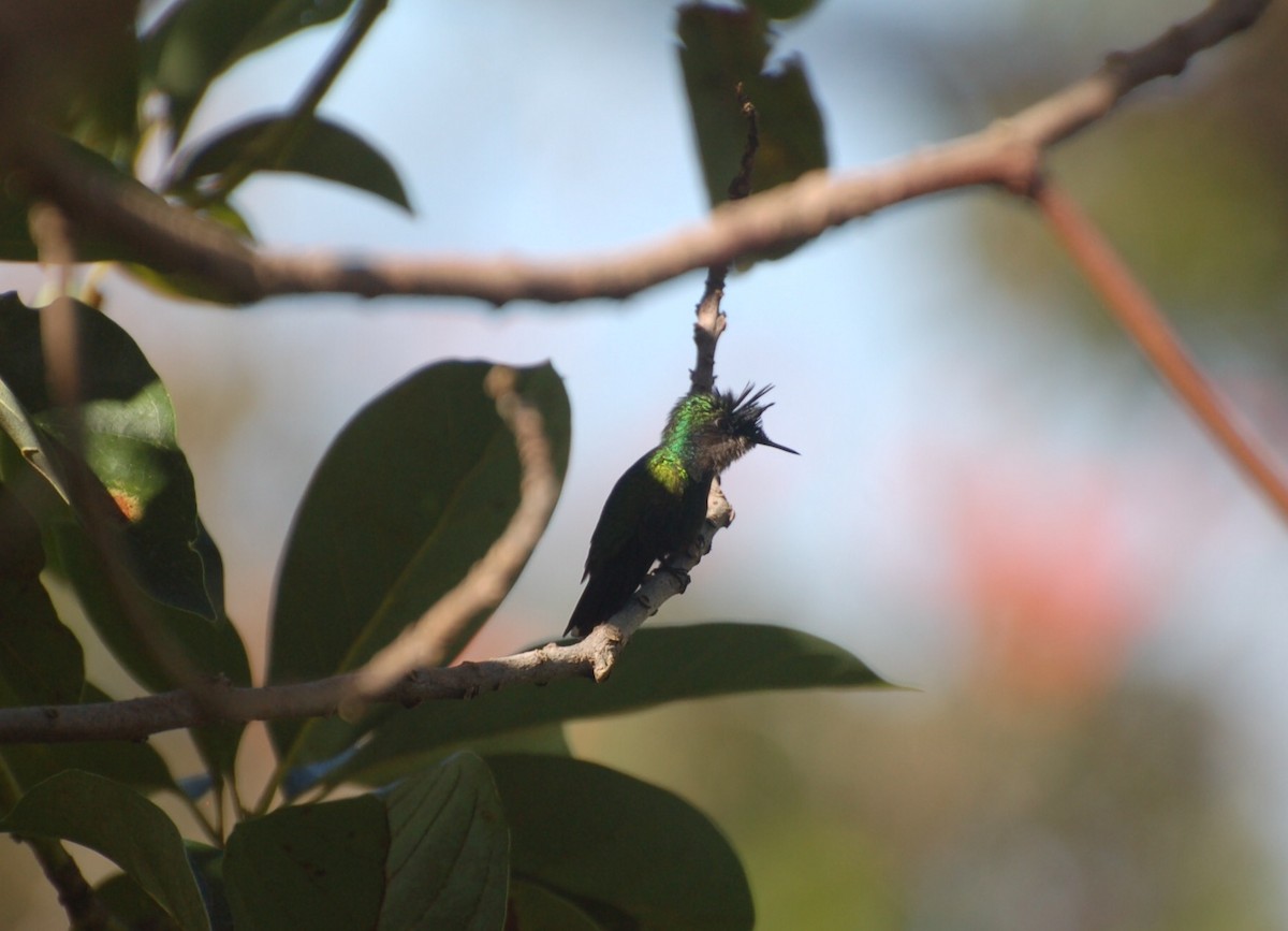 Antillean Crested Hummingbird - ML128379551