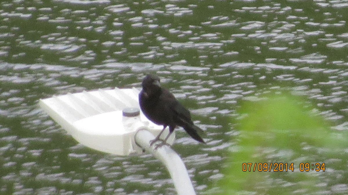 American Crow - ML128382911