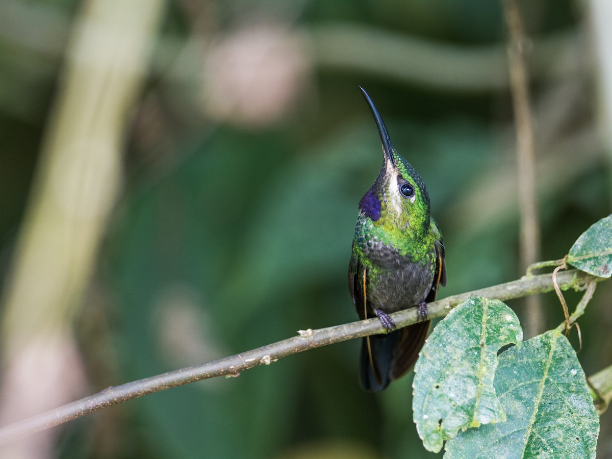 kolibřík zelenoprsý (ssp. schreibersii) - ML128387901