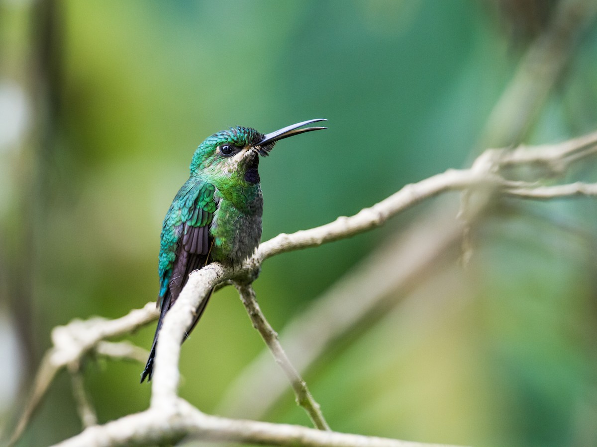 kolibřík zelenoprsý (ssp. schreibersii) - ML128387911