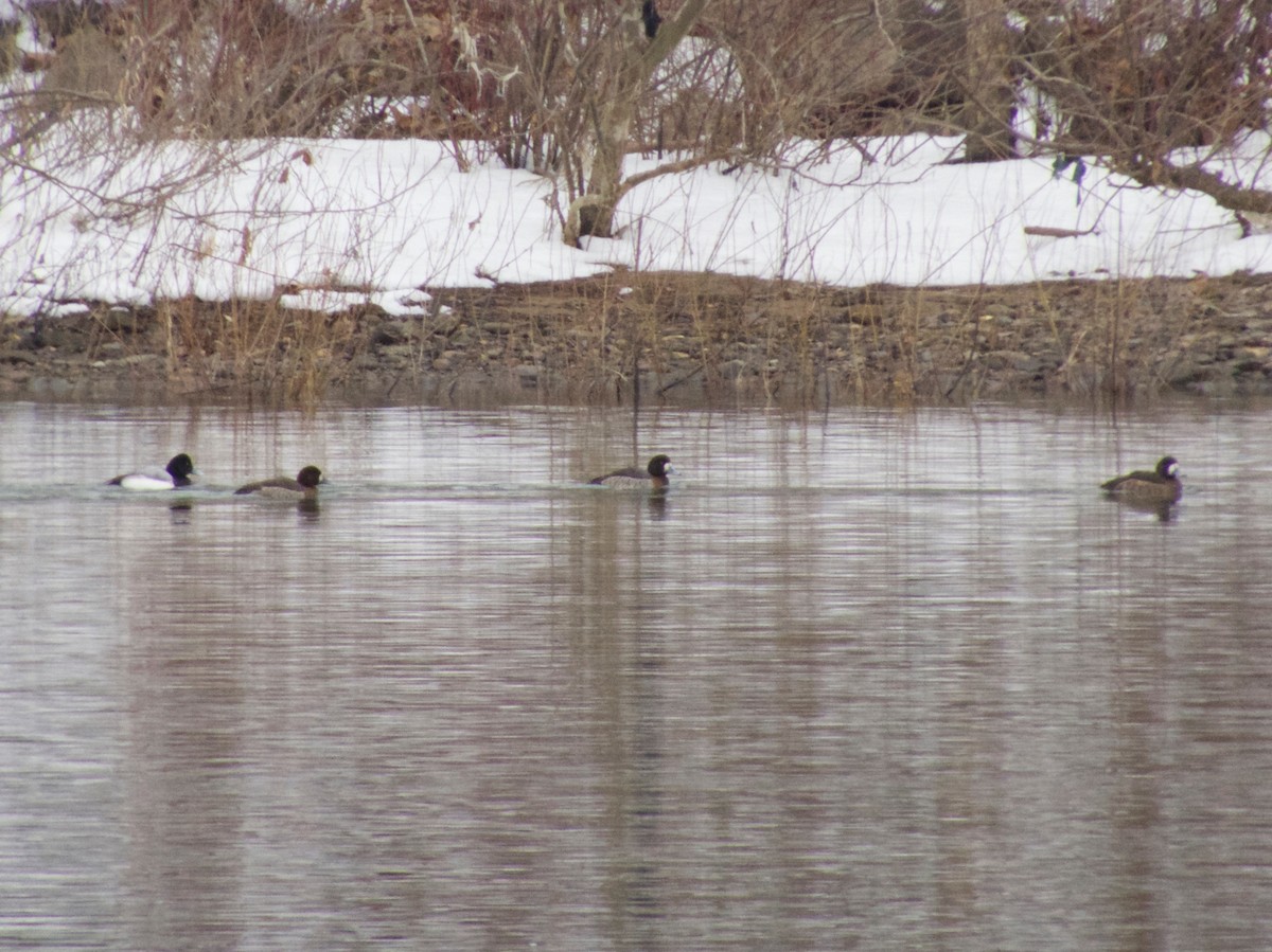 Greater Scaup - ML128389801