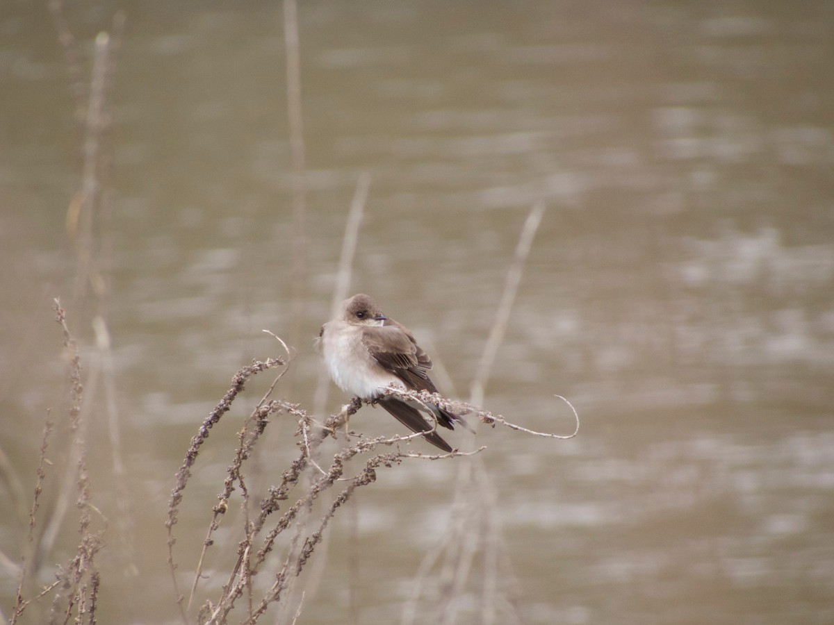 Northern Rough-winged Swallow - ML128390351