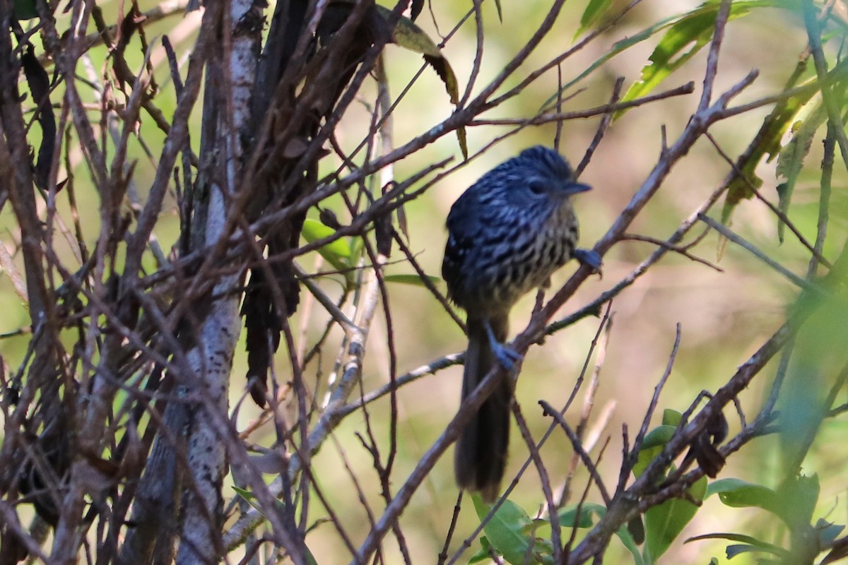 Dusky-tailed Antbird - Josi Guimarães