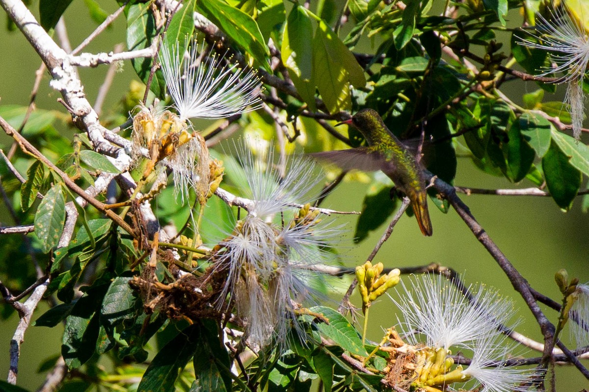 Gilded Hummingbird - ML128391441