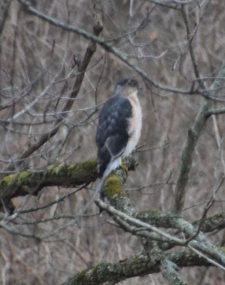 Cooper's Hawk - ML128395431