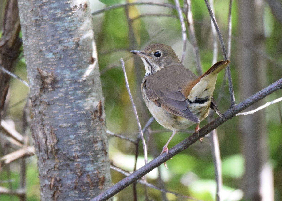 Hermit Thrush - ML128397021