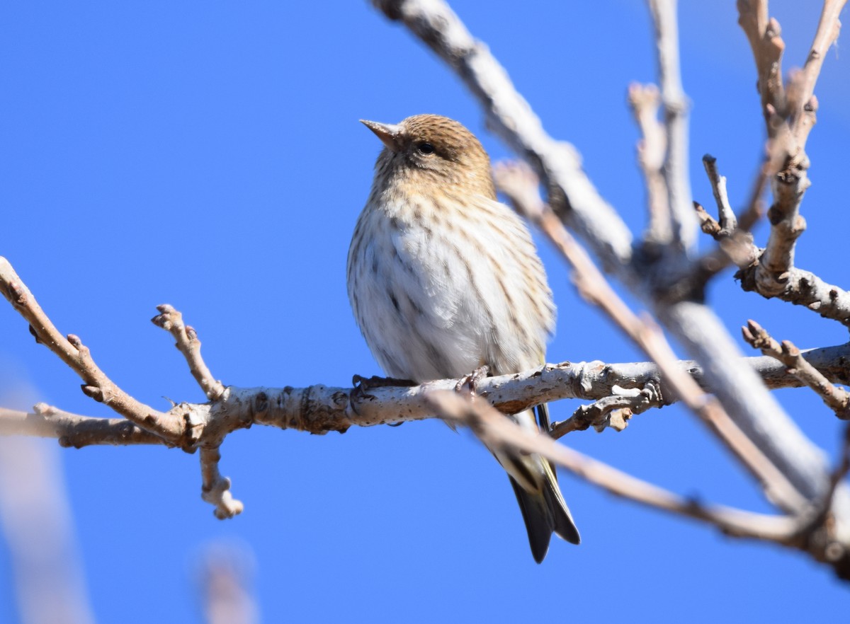 Pine Siskin - ML128397301