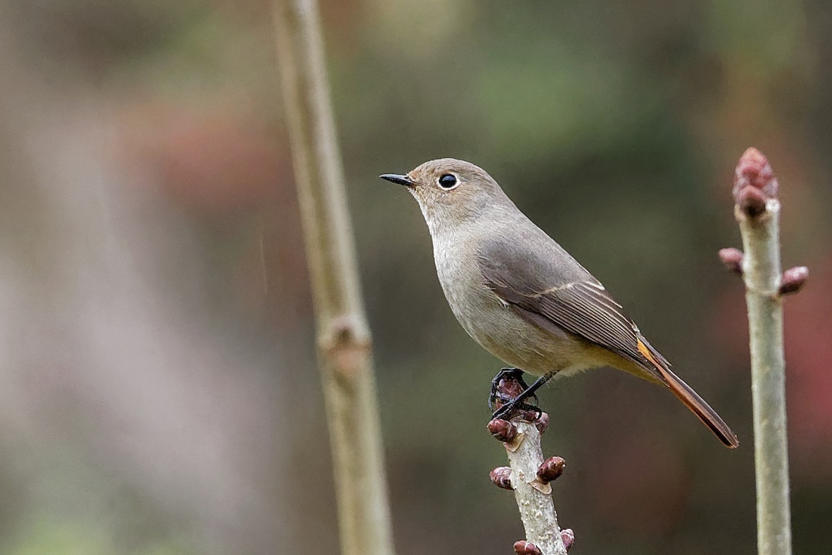 Hodgson's Redstart - Vincent Wang