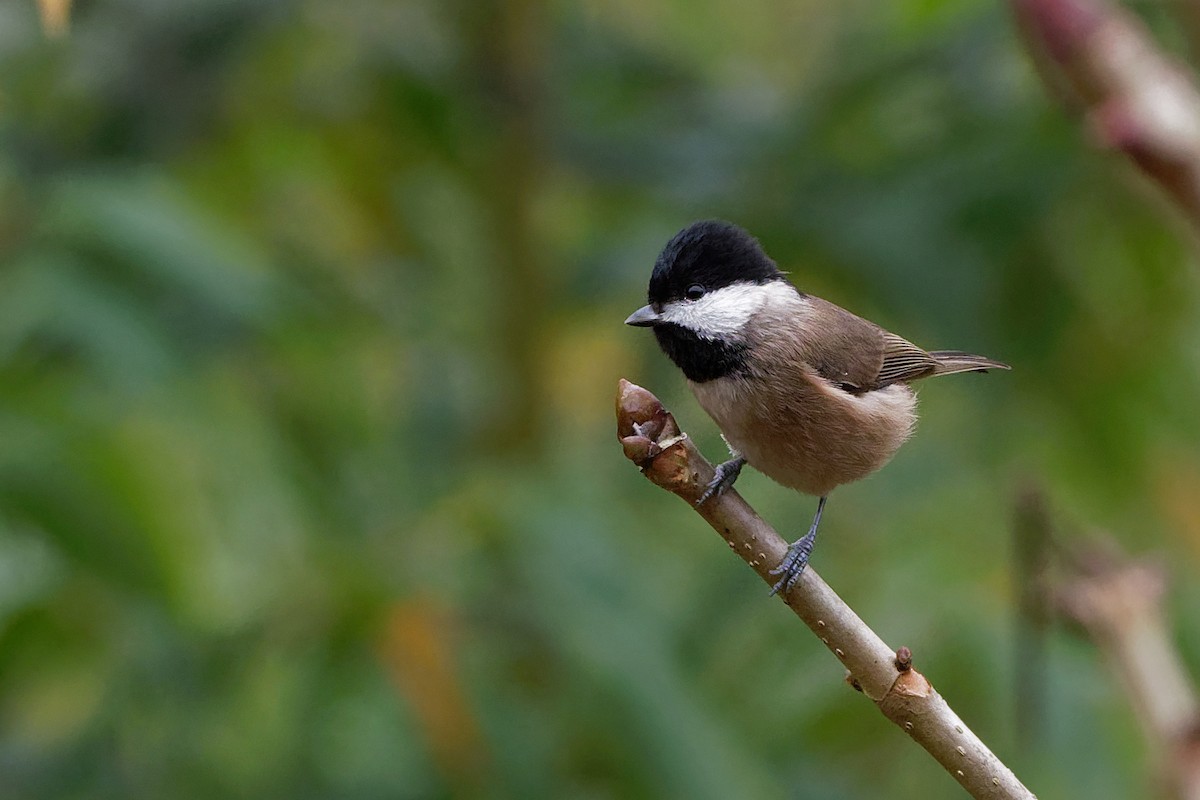 Black-bibbed Tit - ML128397861