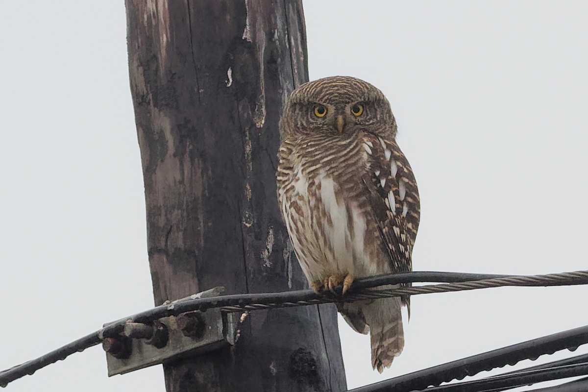 Asian Barred Owlet - ML128398161