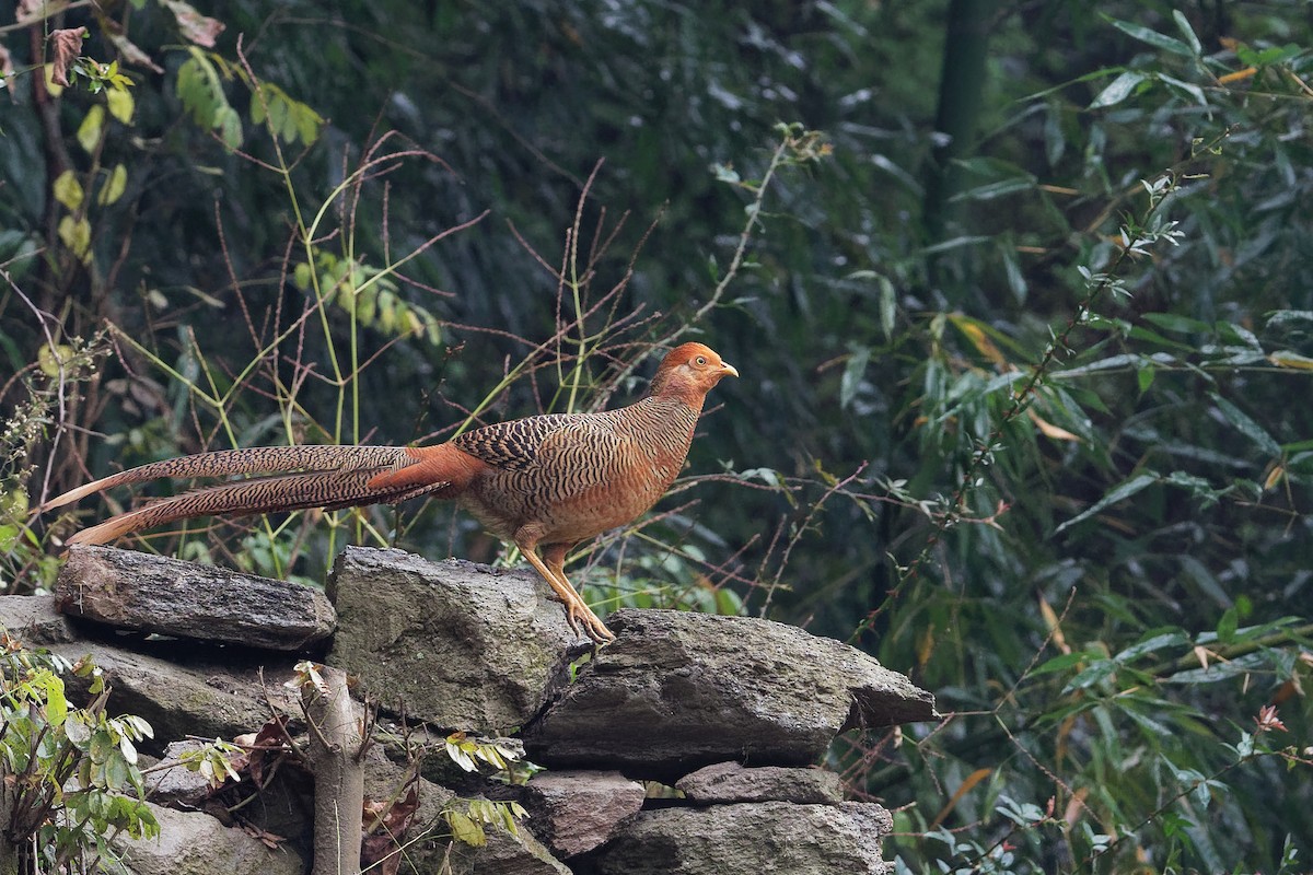 Golden Pheasant - Vincent Wang