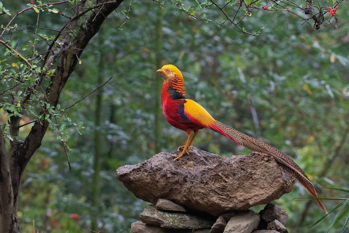 Golden Pheasant - ML128398391