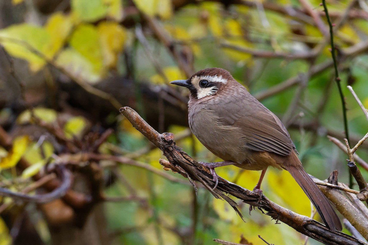 White-browed Laughingthrush - Vincent Wang