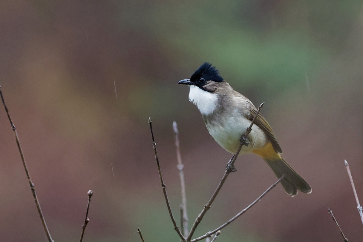 Brown-breasted Bulbul - Vincent Wang
