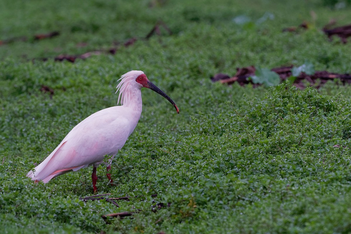 Crested Ibis - Vincent Wang