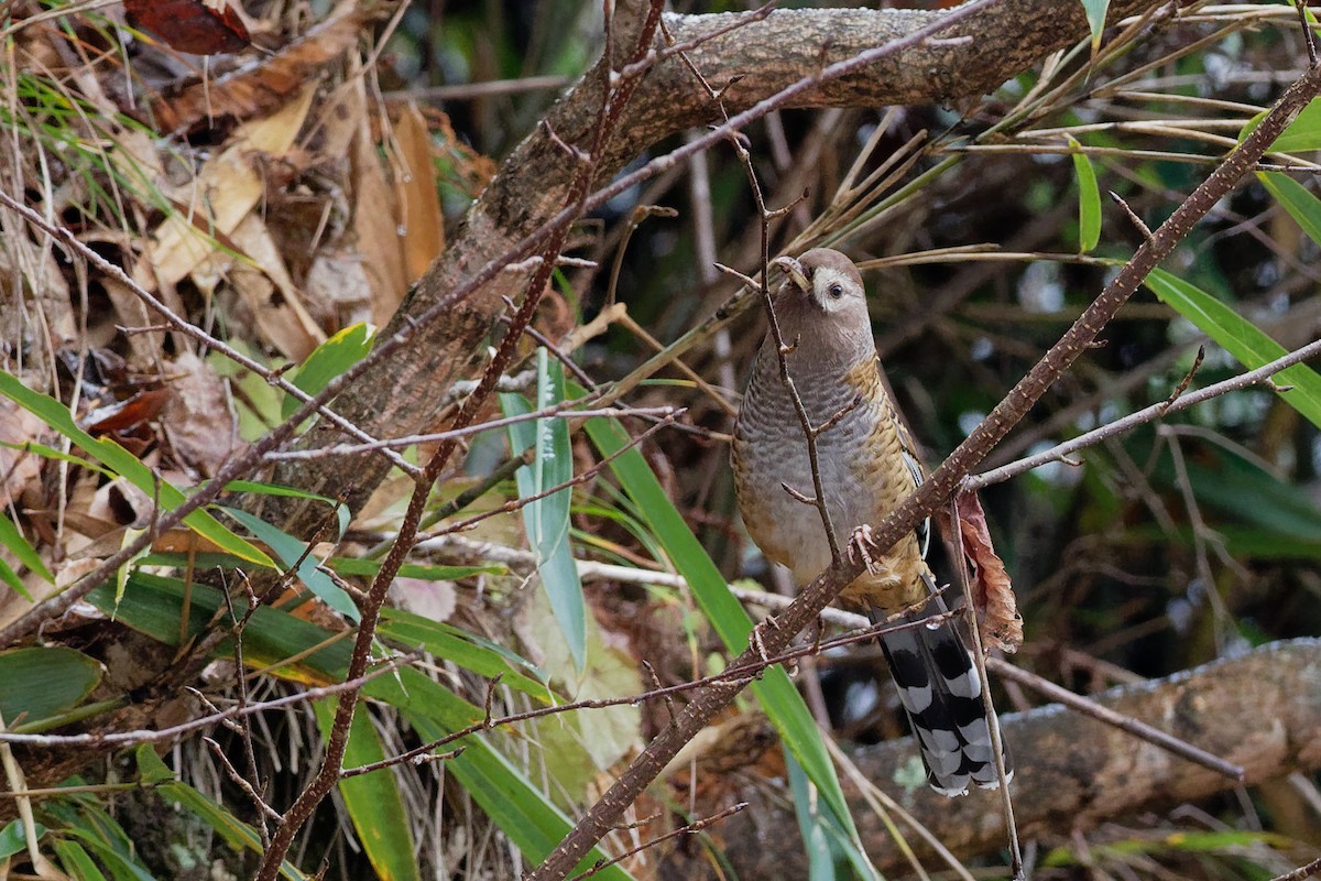 Barred Laughingthrush - ML128399211