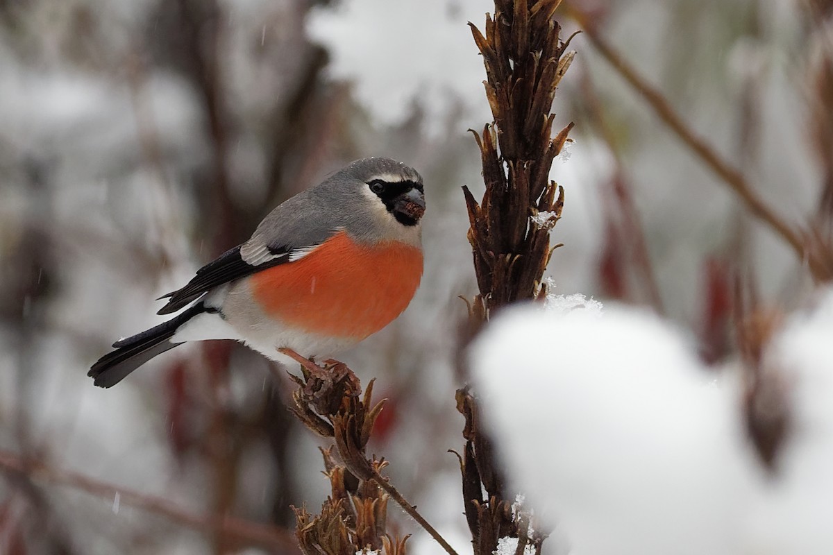 Gray-headed Bullfinch - ML128399451