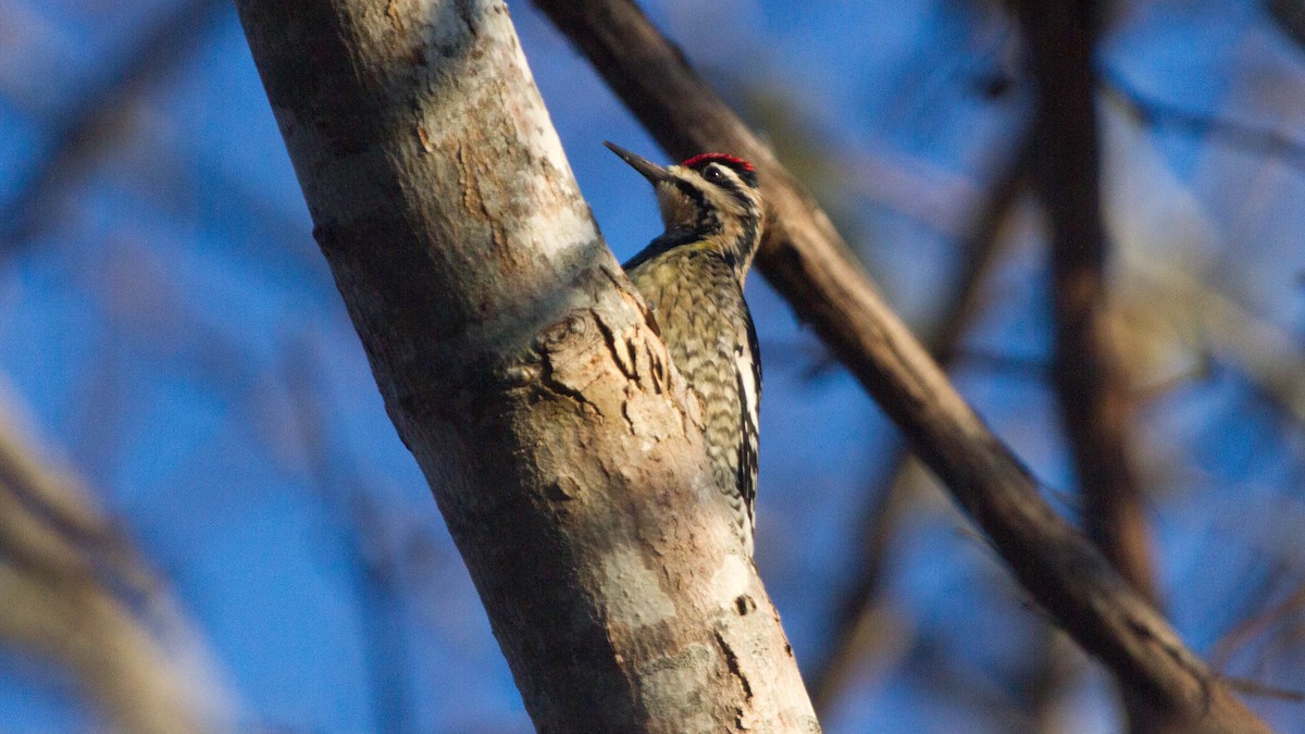 Yellow-bellied Sapsucker - ML128400131