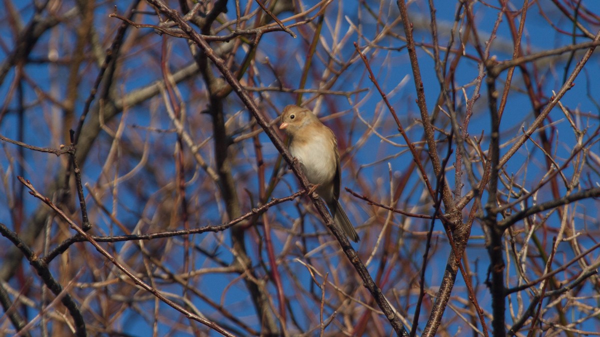 Field Sparrow - ML128400161