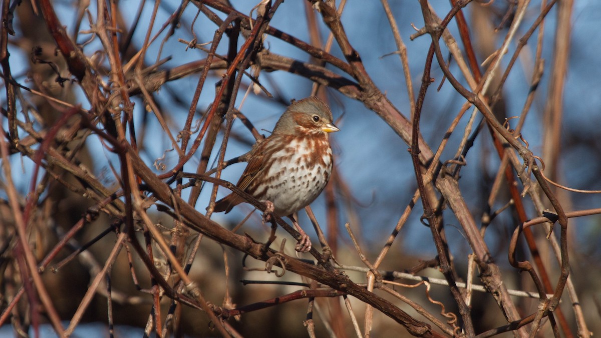 Fox Sparrow (Red) - ML128400181