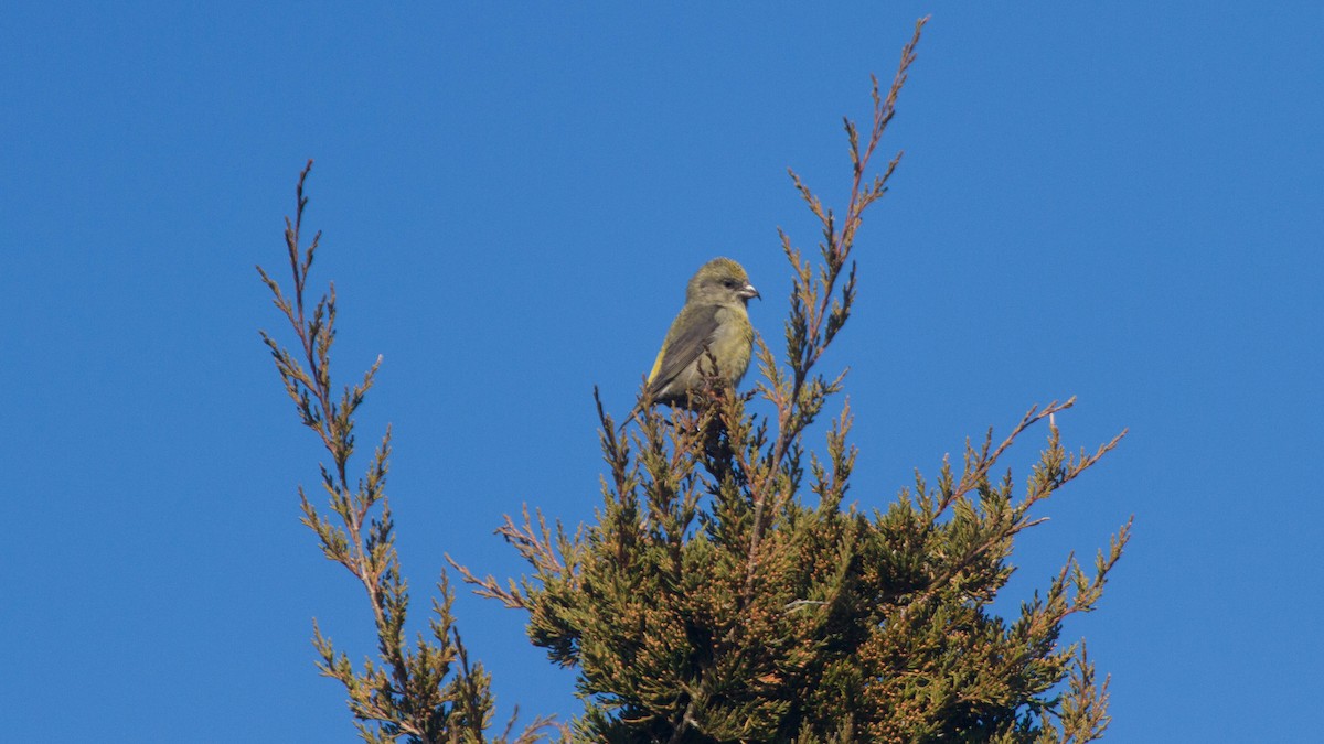 Red Crossbill - ML128400191