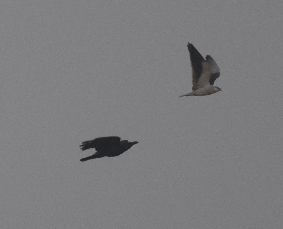 Black-winged Kite - Hareesha AS