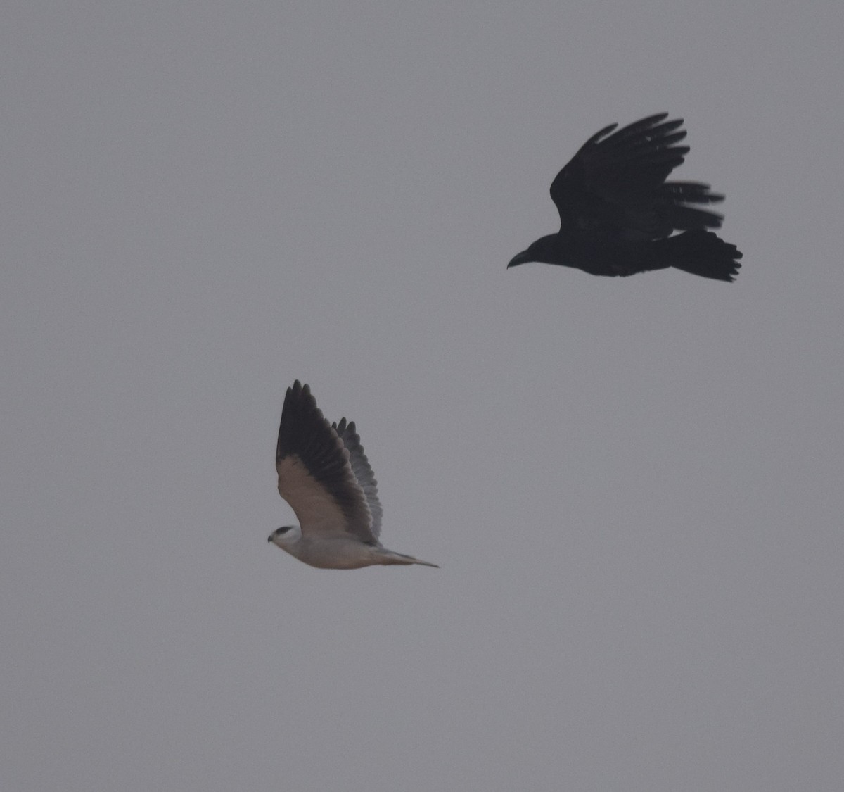 Black-winged Kite - Hareesha AS