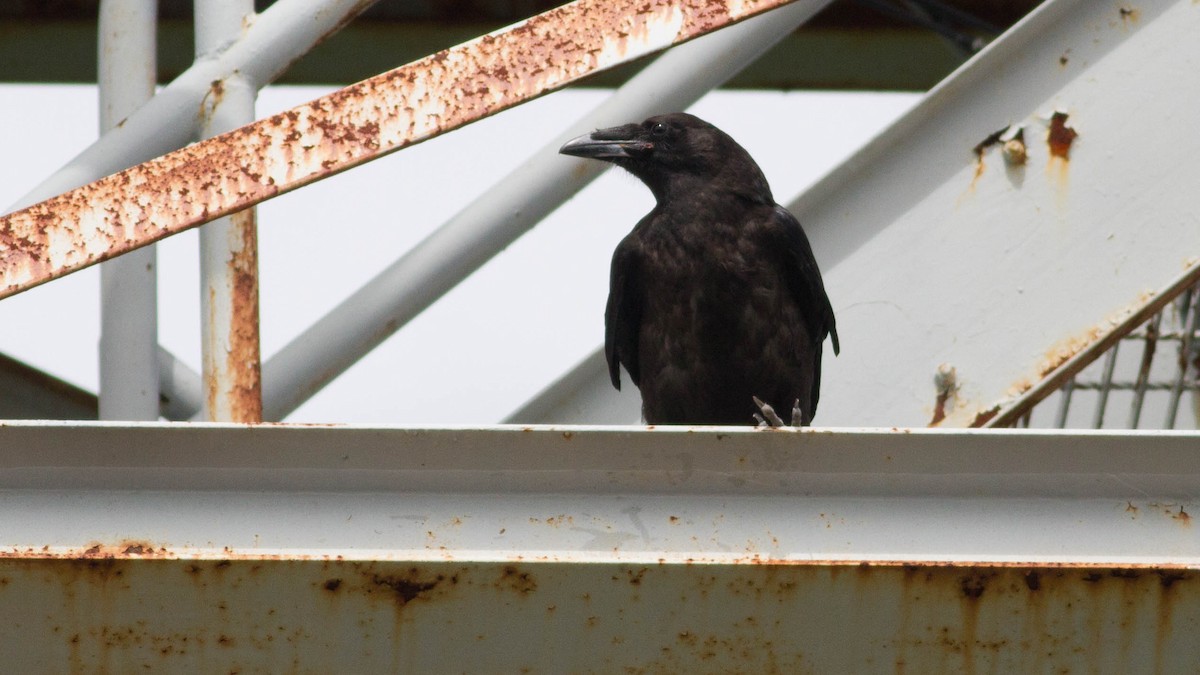 Common Raven - ML128400811