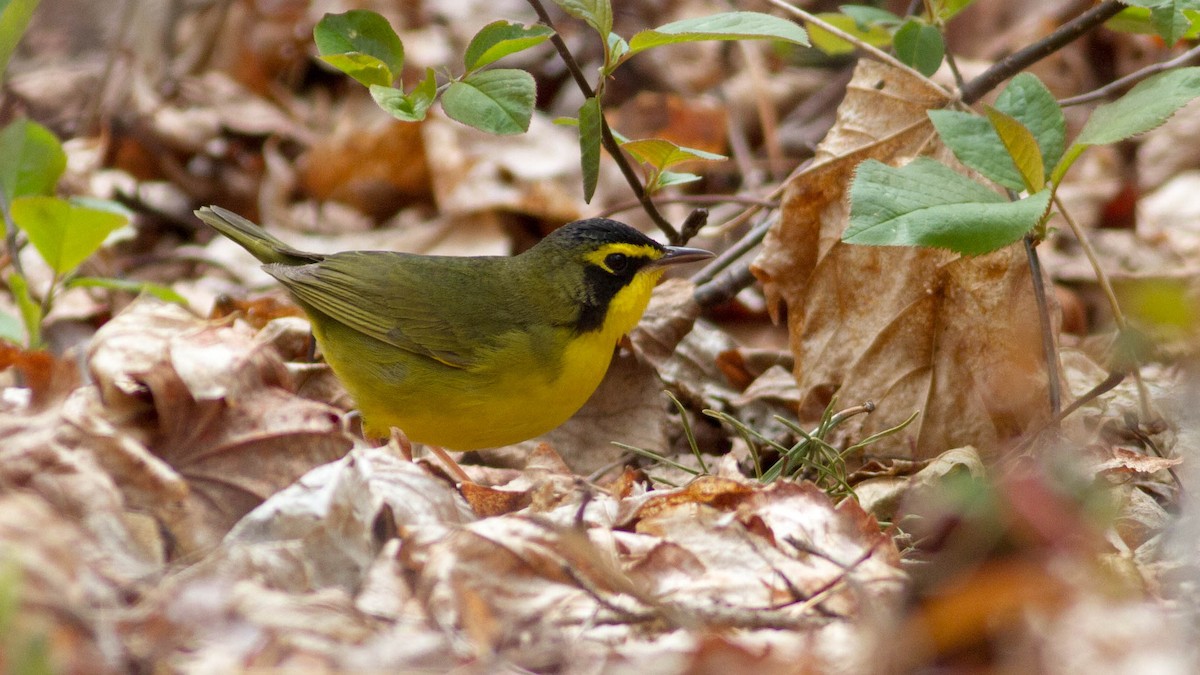 Kentucky Warbler - ML128401731