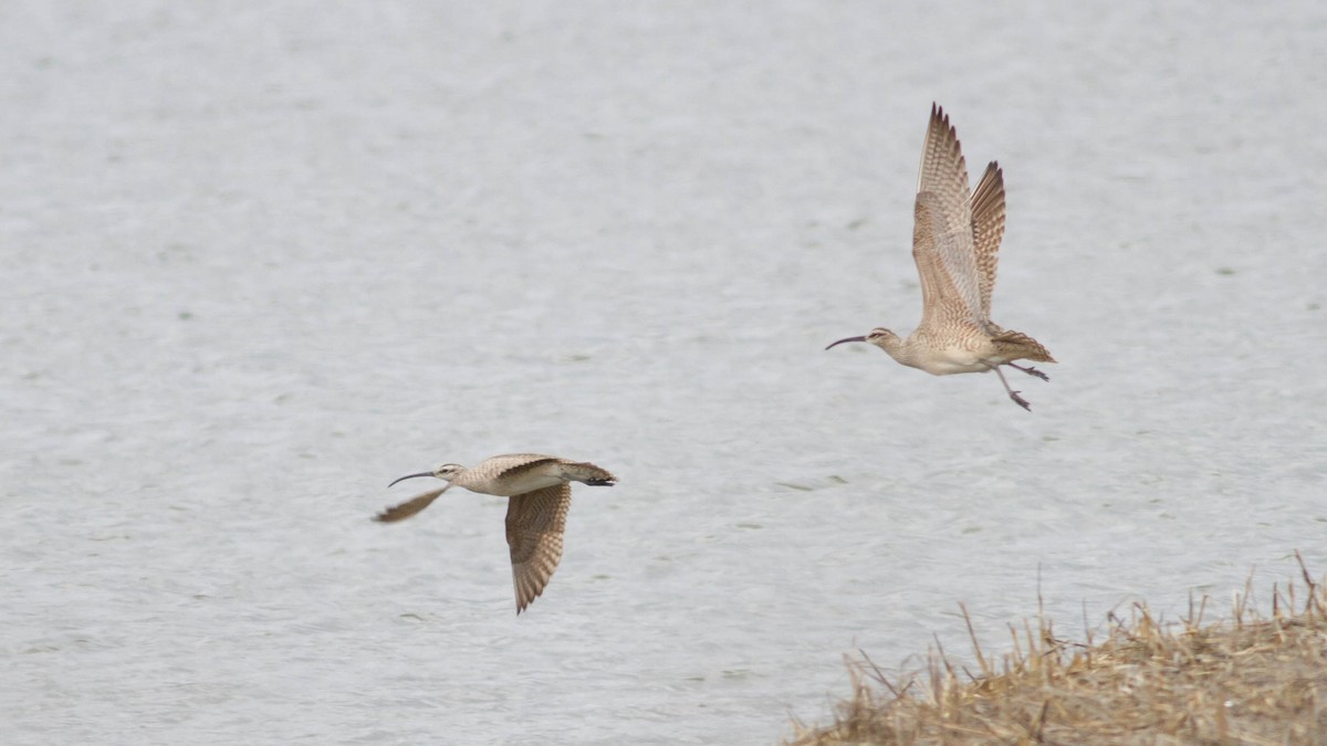 Whimbrel (Hudsonian) - ML128403311