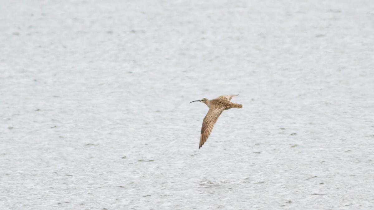 Regenbrachvogel (hudsonicus) - ML128403321