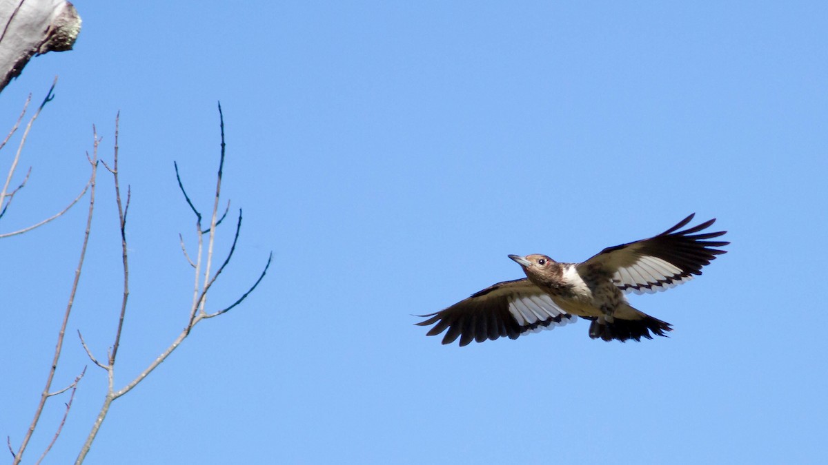 Red-headed Woodpecker - ML128403721