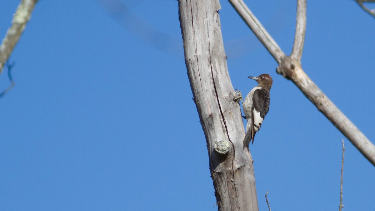 Red-headed Woodpecker - ML128403731