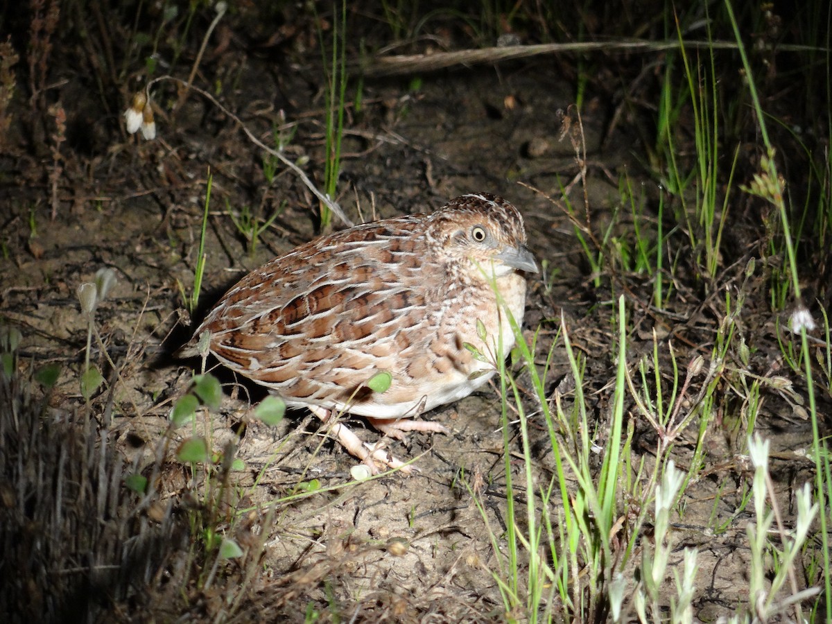 Little Buttonquail - ML128404211