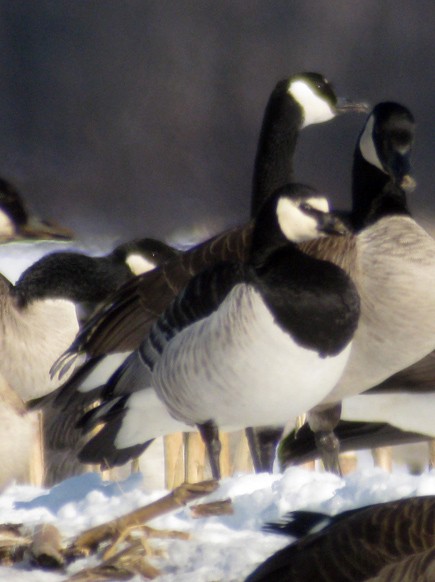 Barnacle Goose - ML128404561