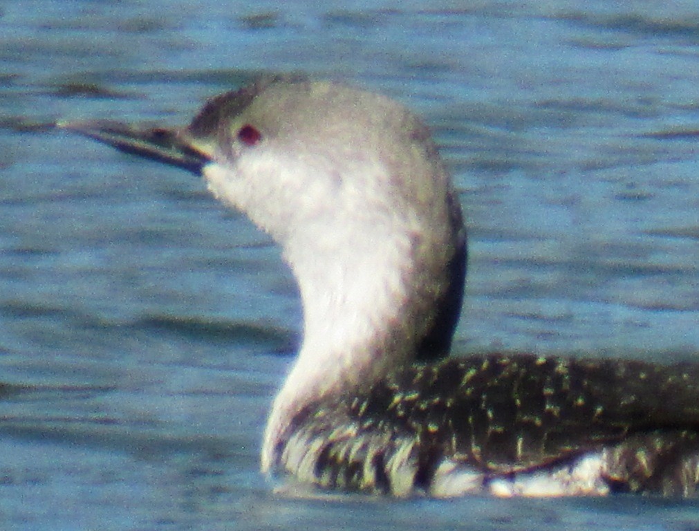 Red-throated Loon - ML128404761