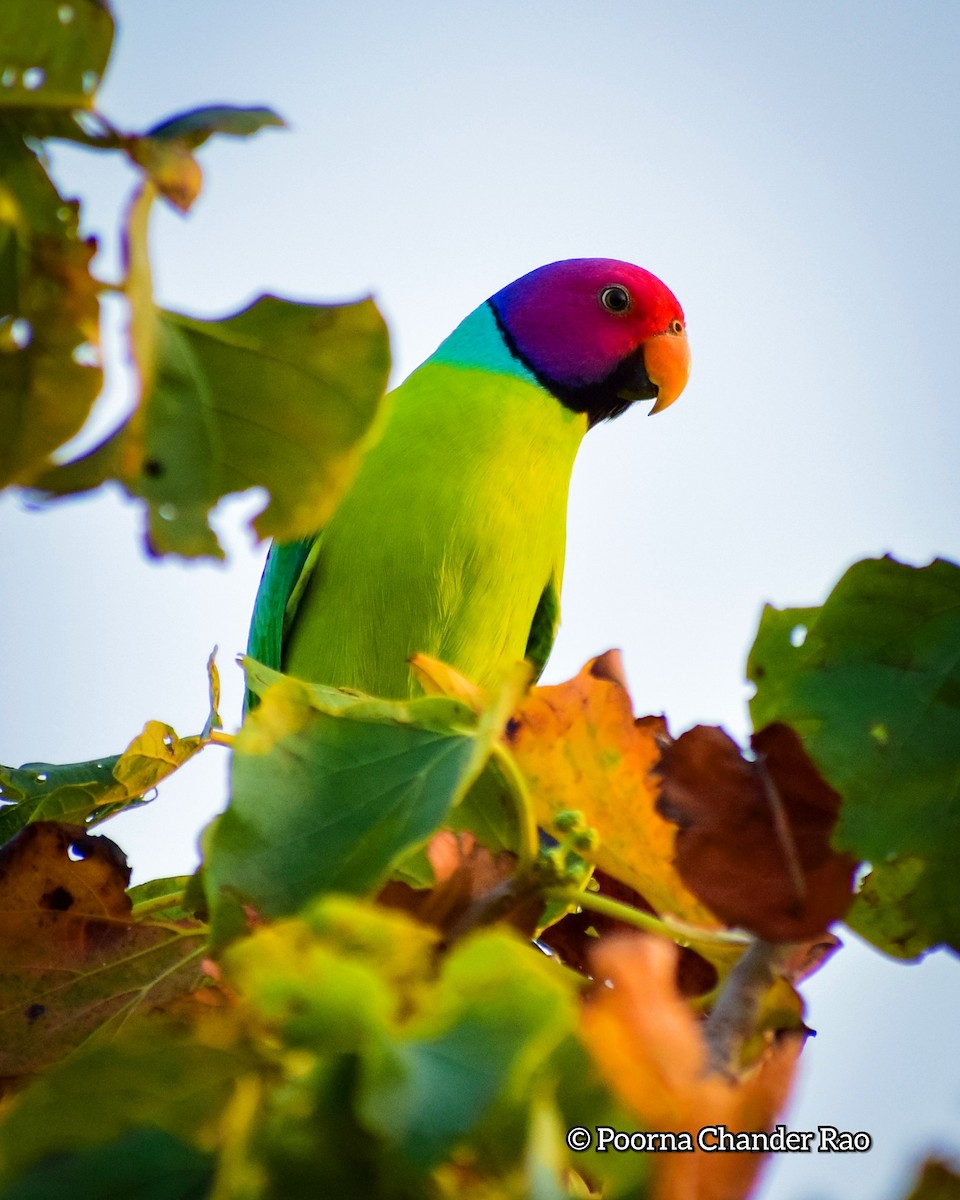 Plum-headed Parakeet - ML128404991