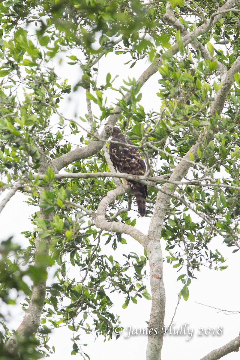 Cassin's Hawk-Eagle - ML128405041